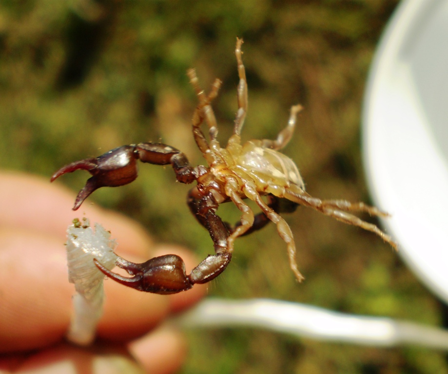 Euscorpius concinnus da Levanto